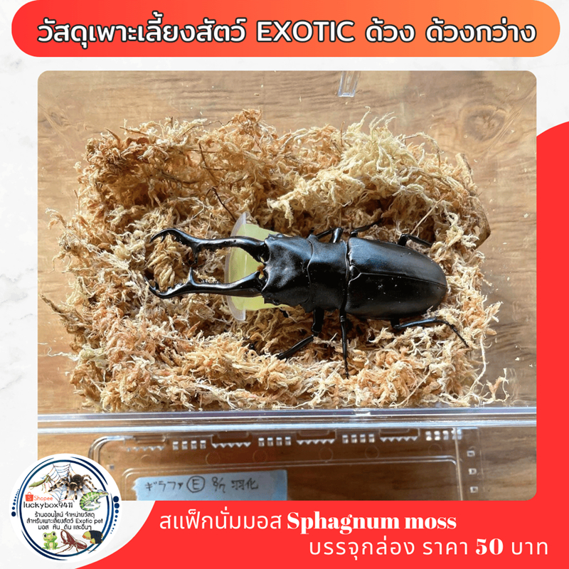 มอสแห้ง วัสดุเพาะเลี้ยงสัตว์ exotıc ด้วง ด้วงกว่าง มอสแห้ง กล่องละ 50 บาท