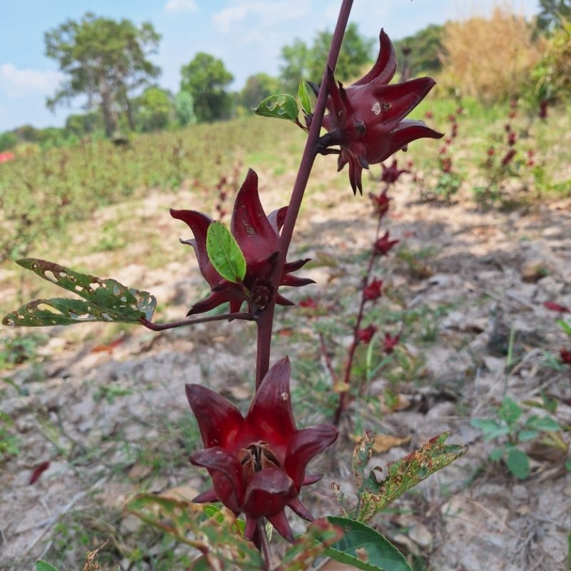 เมล็ดกระเจี๊ยบแดงพันธุ์ซูดานอัตราการสูงมากถึง90เปอร์เซ็น ขนาดบรรจุ500กรัม - รูปที่ 4