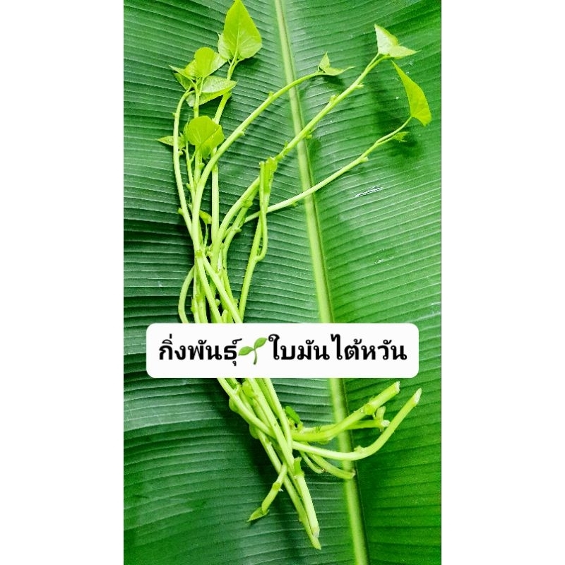 10 กิ่งพันธุ์ ใบมันไต้หวัน (หายาก)พร้อมวิธีปลูก