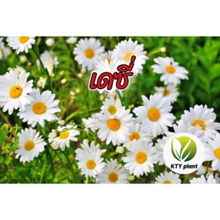 เดซี่ เมล็ดดอกเดซี่ขาว 100 เมล็ด