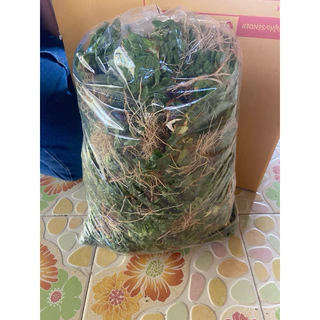หญ้าไทเป ชุด 5 ตร.ม. (2.5kg) ทนแดดทนฝน🌧️