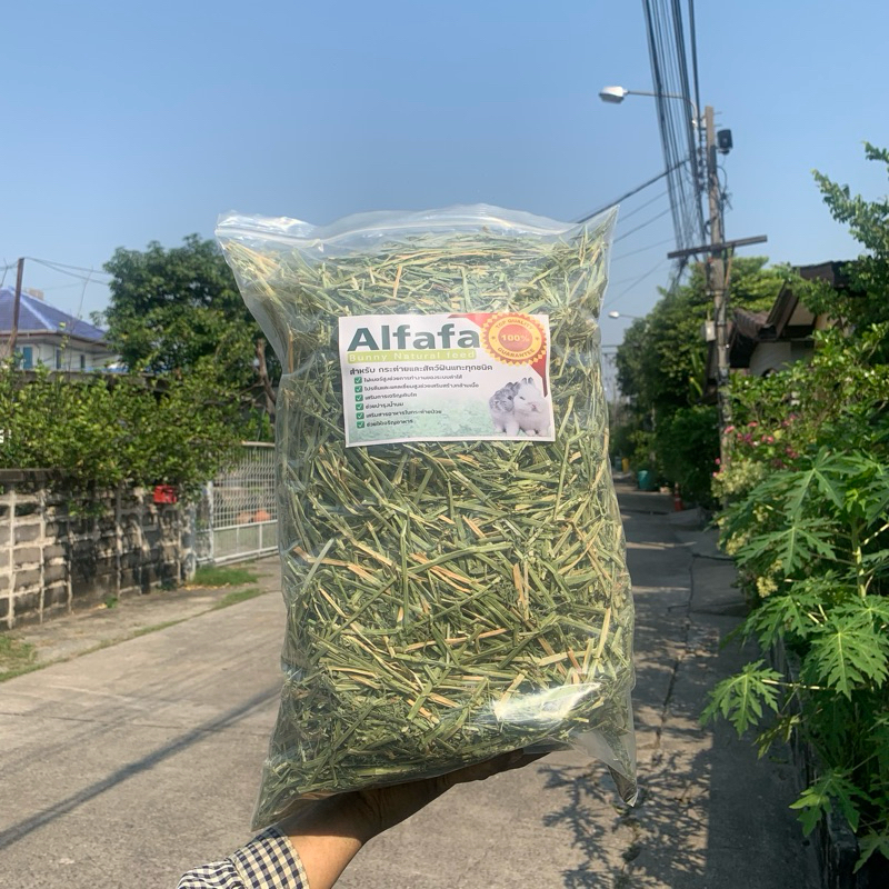 best 1st  หญ้าอัลฟาฟ่าก้านใบ alfafa หญ้ากระต่าย สำหรับกระต่าย สัตว์ฟันแทะทุกชนิด แบบก้านใบ ขายดี