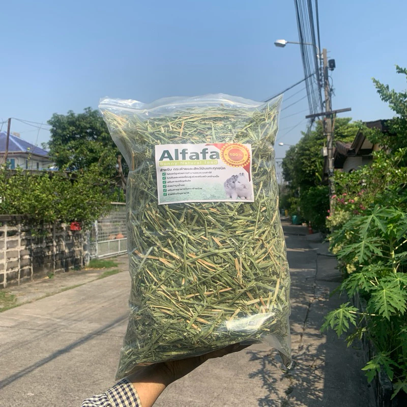 🎉best 1st🎉 หญ้าอัลฟาฟ่าก้านใบ alfafa หญ้ากระต่าย สำหรับกระต่าย สัตว์ฟันแทะทุกชนิด แบบก้านใบ ขายดี