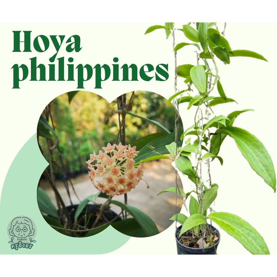Hoya ต้นไม้เลี้ยงง่าย (Hoya philippines)