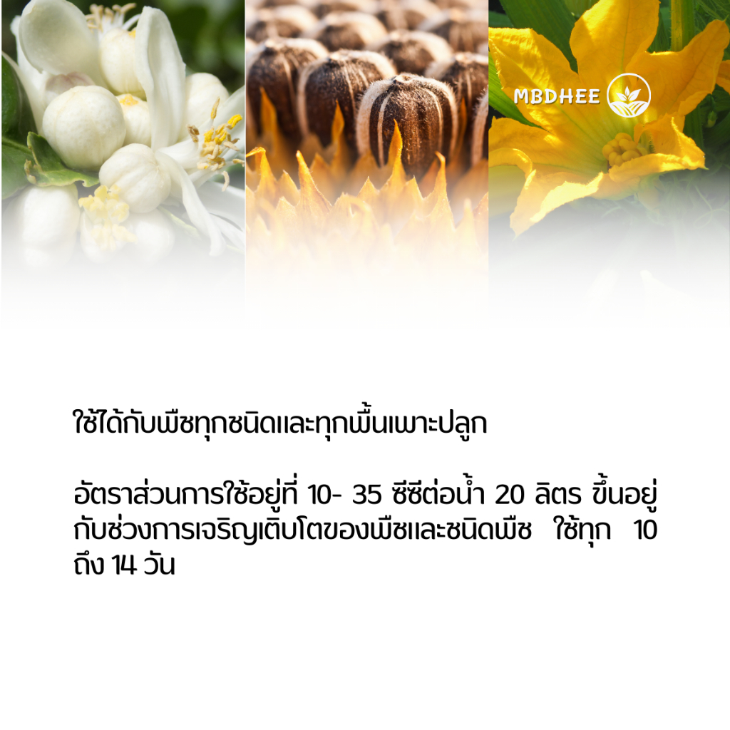 แคลเซียมโบรอน ขนาด 4 ลิตร ปิดตาดอก แตกตา เร่งดอกดก เกษรสมบูรณ์ เพิ่มการติดผล ขั้วเหนียว ผลดก - รูปที่ 4