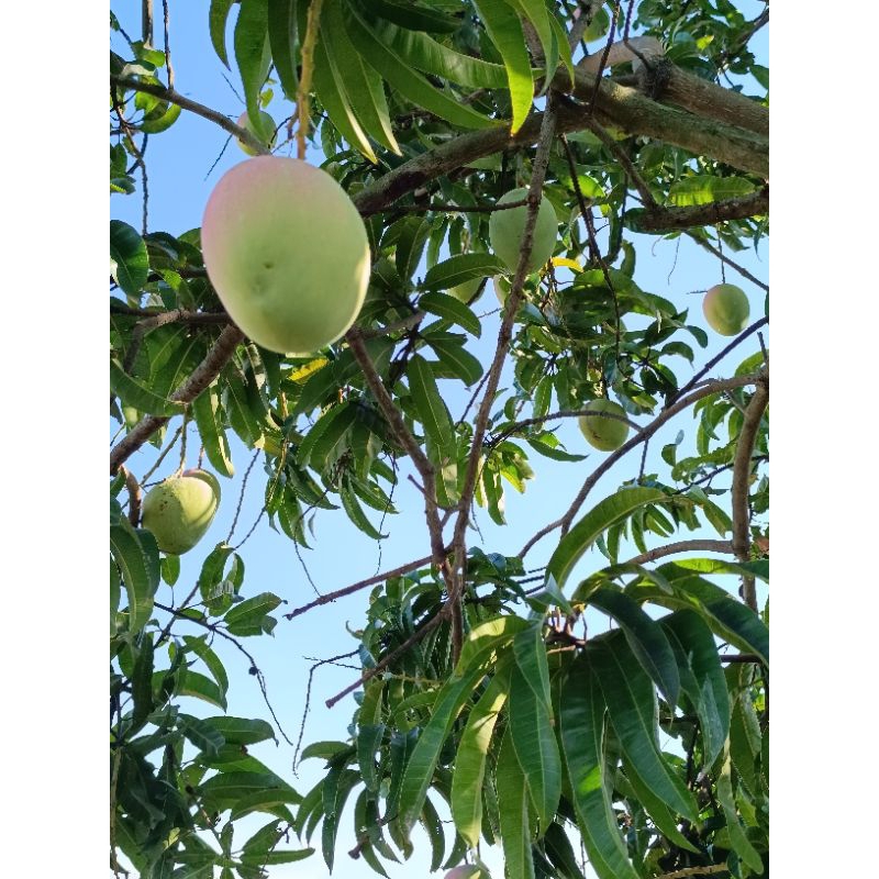 มะม่วง อาทู อีทู R2E2 Mango