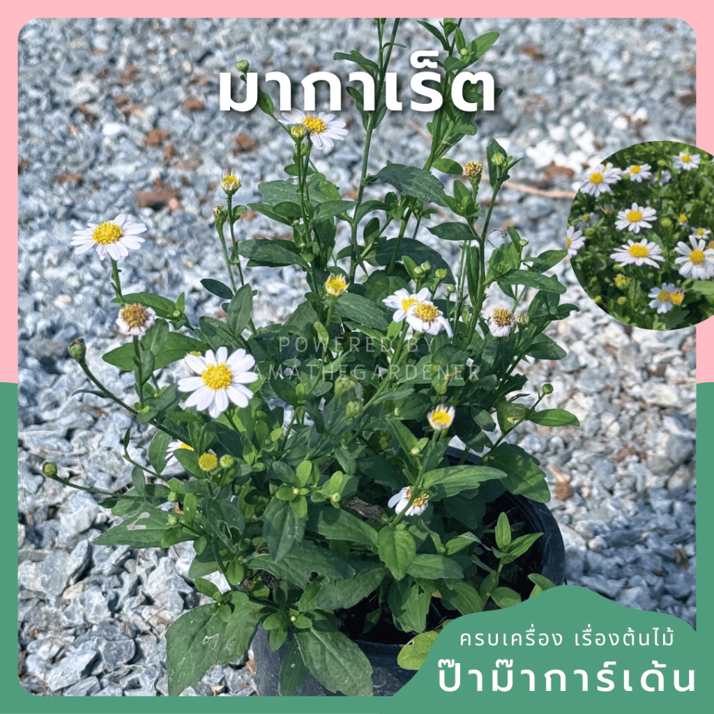 มากาเร็ต ดอกไม้ทานได้ มาพร้อมกระถาง