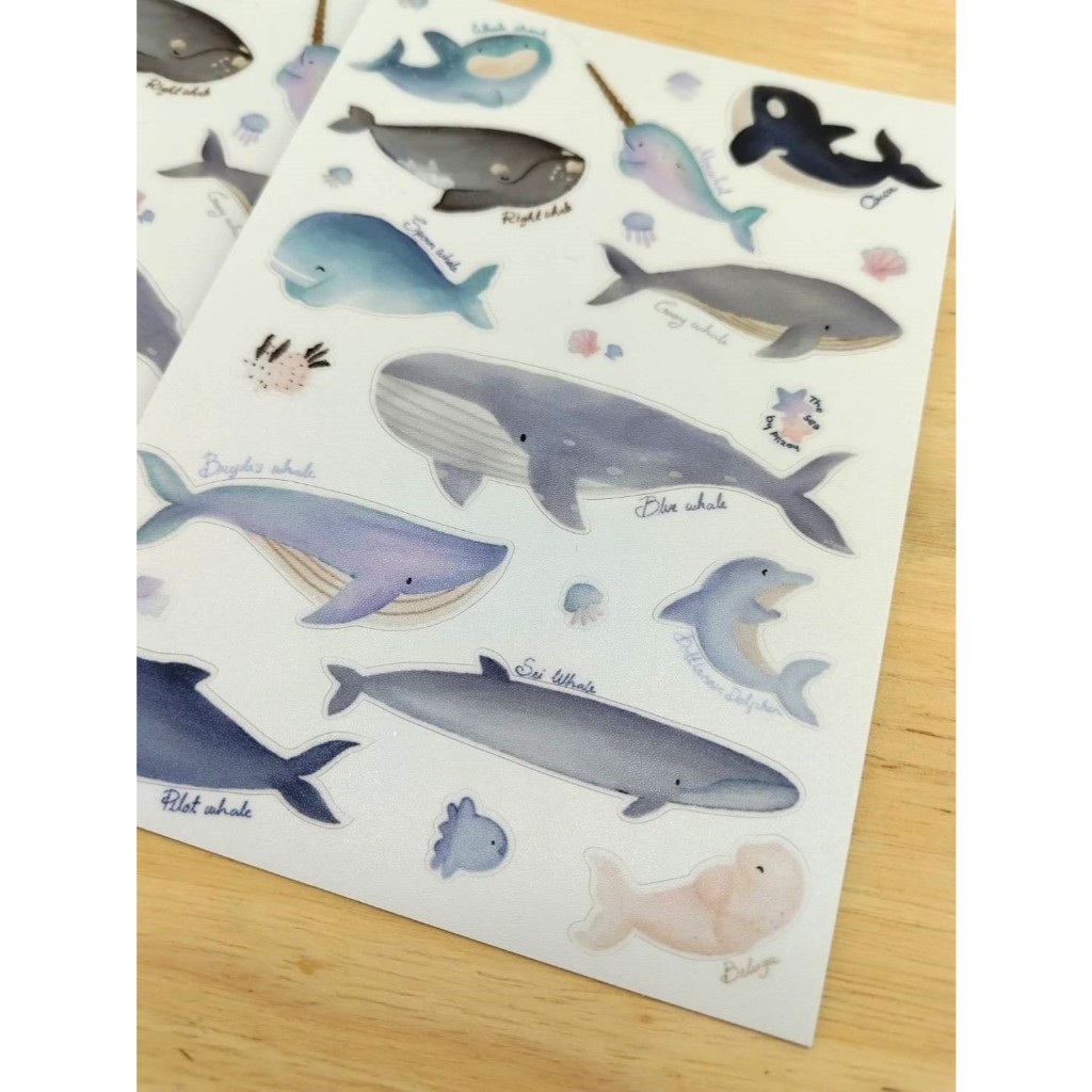 [พร้อมส่ง] สติ็กเกอร์วาฬ Whale Stickers ขนาด A6 สัตว์น้ำน่ารัก