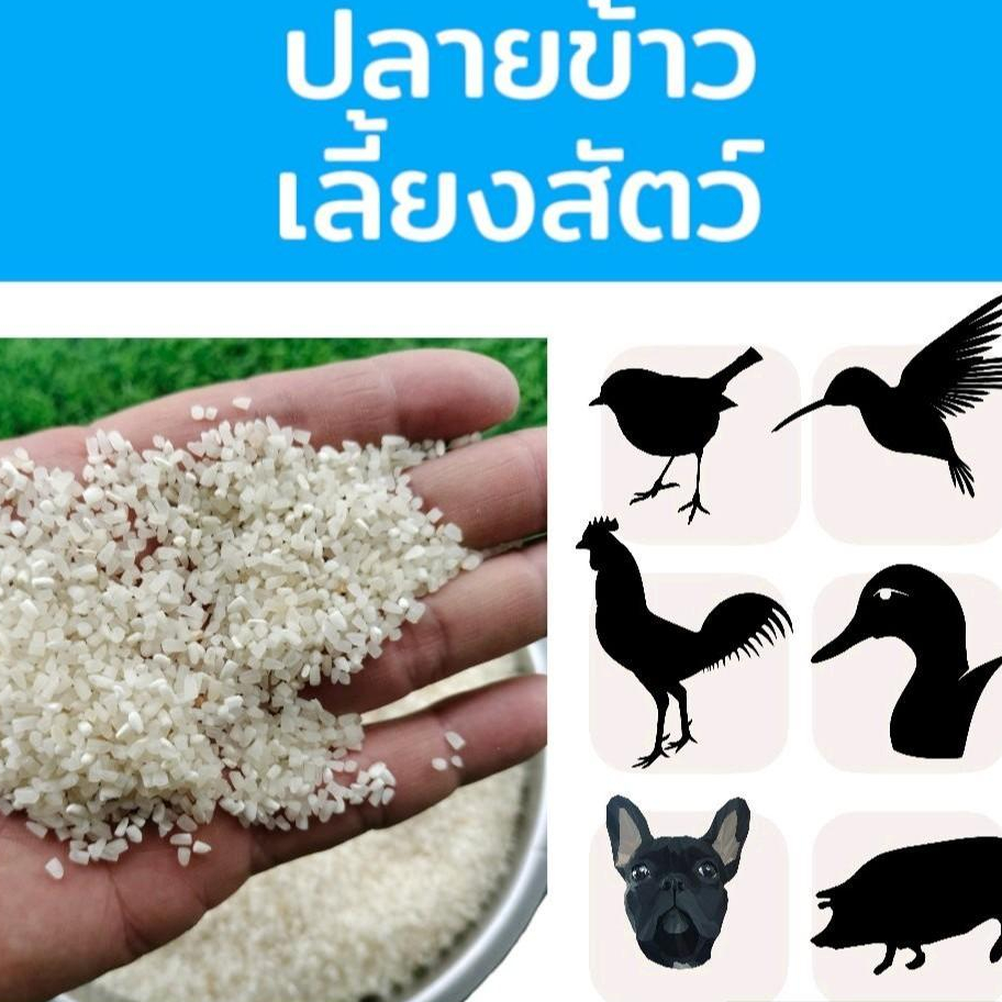 ปลายข้าว ปลายข้าวเลี้ยงสัตว์ 15 กิโลกรัม  ปลายข้าวสะอาด ปลายข้าวเลี้ยงไก่ เป็ด นก หมู สุนัข