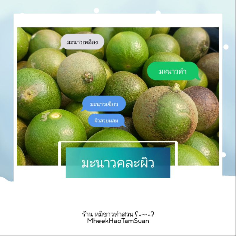 มะนาว แป้นพิจิตร คละผิว คละไซส์ รวมผิวสวยผสม ผิวดำ มะนาวเหลือง ปลอดสารพิษ เก็บสดจากสวน