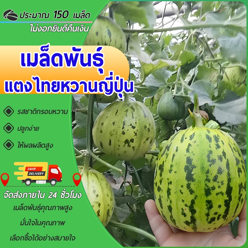 150 เมล็ด เมล็ดพันธุ์แตงไทยหวานญี่ปุ่น เมล็ดฮันนี่สวีท  มีกลิ่นหอมที่เป็นเอกลักษณ์ เนื้อฉ่ำน้ำ