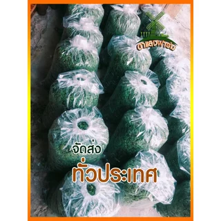 แหนแดงแม่พันธุ์ พร้อมส่ง เกรดAAA ราคาถูก