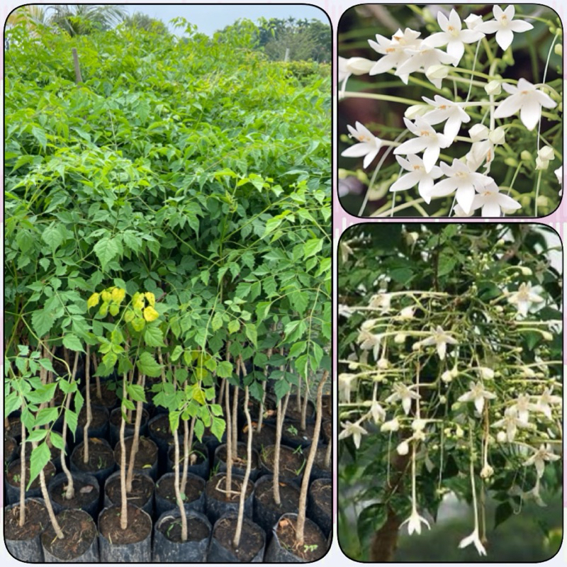 ต้นปีบ ต้นปีบเงิน ต้นปีบขาว ต้นกาสะลอง ดอกสีขาวมีกลิ่นหอม (สูง30-50cm)