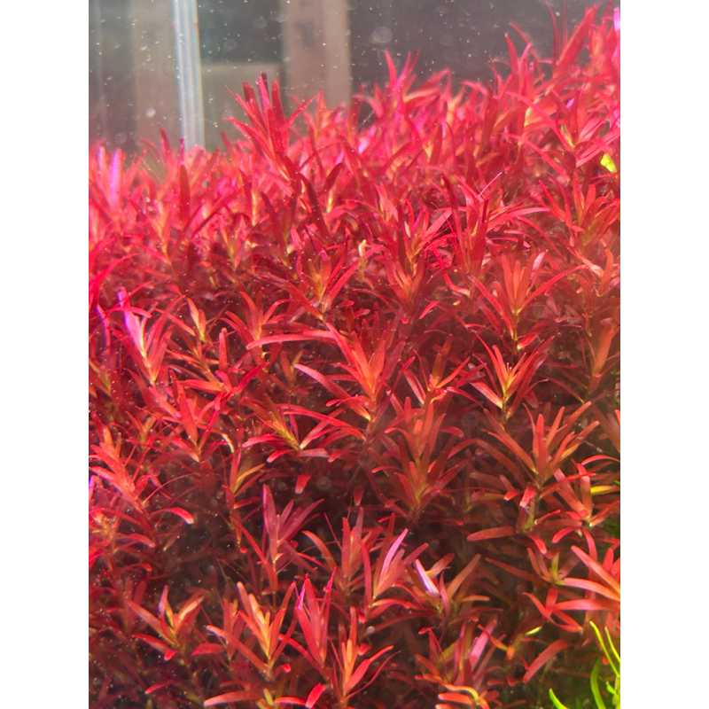 โรทาล่า โคโลลาต้า Rotala Cololata ต้นไม้น้ำ ไม้แดง ไม้ข้อ ไม้หลังตู้ ส่งด่วน