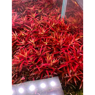 โรทาล่า โคโลลาต้า Rotala Cololata ต้นไม้น้ำ ไม้แดง ไม้ข้อ ไม้หลังตู้ ส่งด่วน