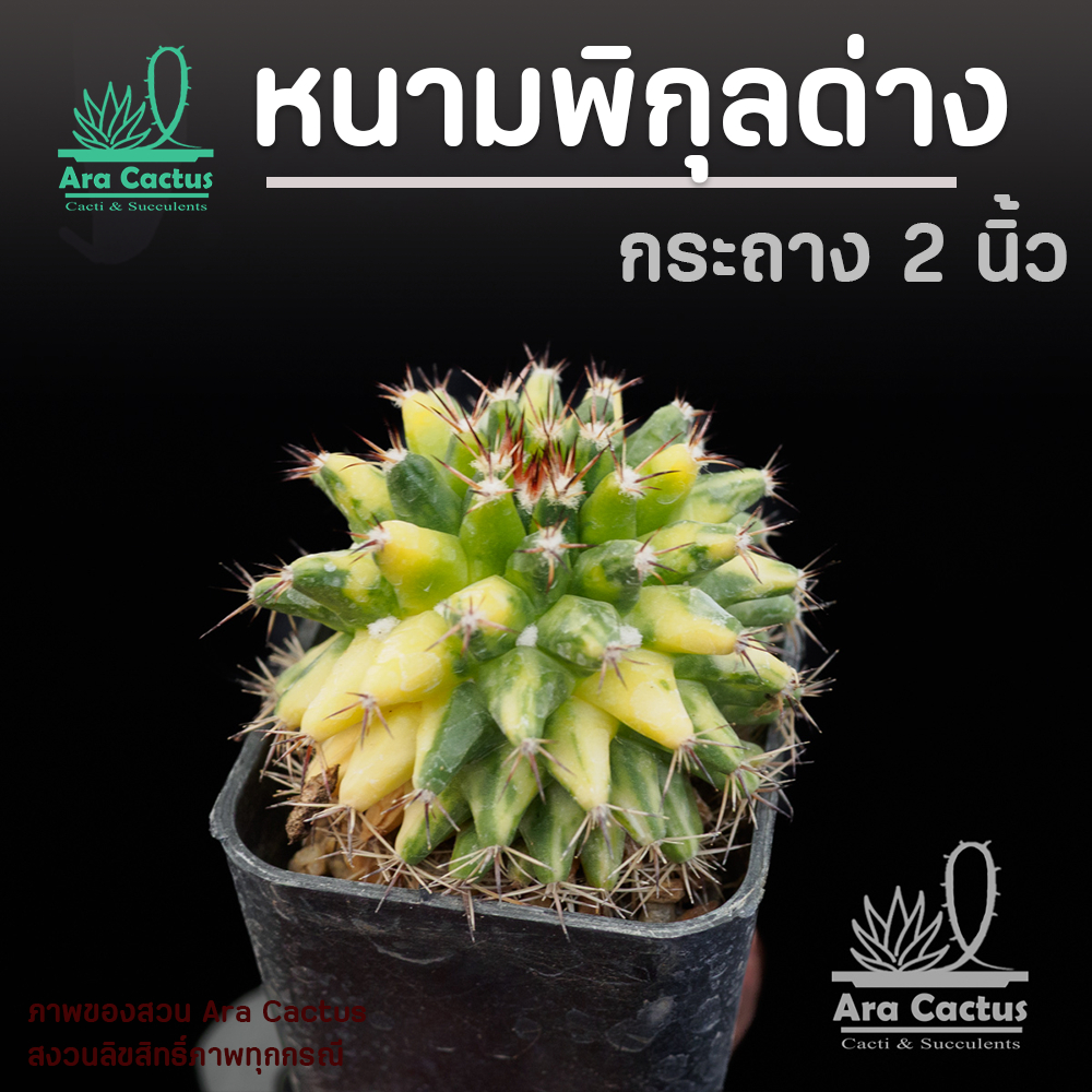 สวนขายเอง! แมมหนามพิกุลด่าง Mammillaria mammilaris variegata กระถาง 2 นิ้ว แคคตัสสวยๆ กระบองเพชรสวยๆ ต้นไม้ประดับ อวบน้ำ