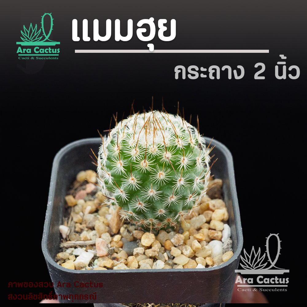 สวนขายเอง! แมมฮุย Mammillaria huitzilopochtli กระถาง 2 นิ้ว แคคตัส กระบองเพชรสวยๆ ต้นไม้ประดับ อวบน้ำ แคนตัสสวยๆ