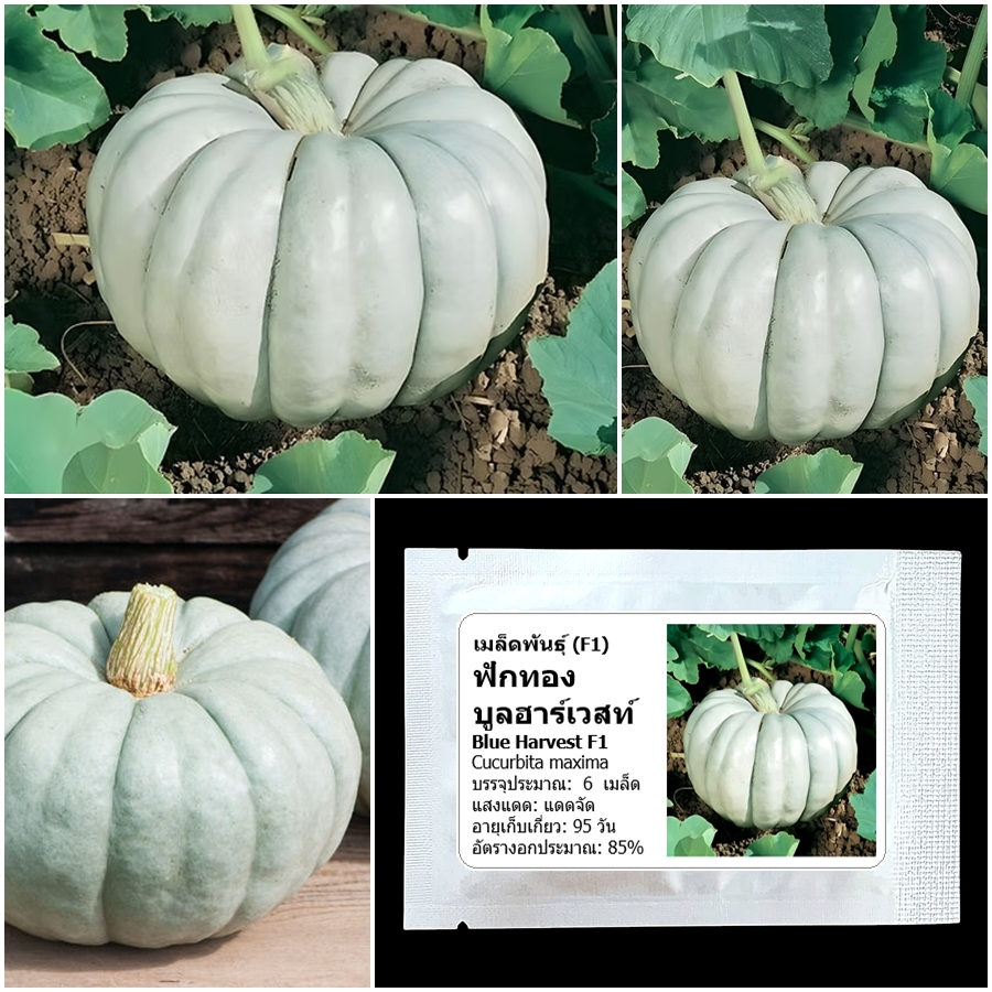 เมล็ดพันธุ์ ฟักทอง บูลฮาร์เวสท์ Blue Harvest F1 Pumpkin Seed 6 เมล็ด คุณภาพดี ของแท้ 100%