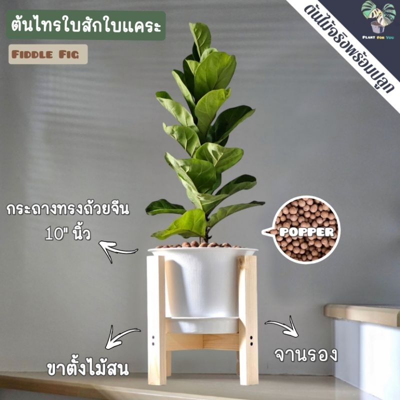 ต้นไทรใบสักใบแคระ"(FIDDLE FIG) (ต้นใหญ่)(ต้นสูง60-70Cm.วัดจากก้นกระถาง) พร้อมกระถางครบชุดพร้อมปลูก (ต้นไม้ฟอกอากาศ)