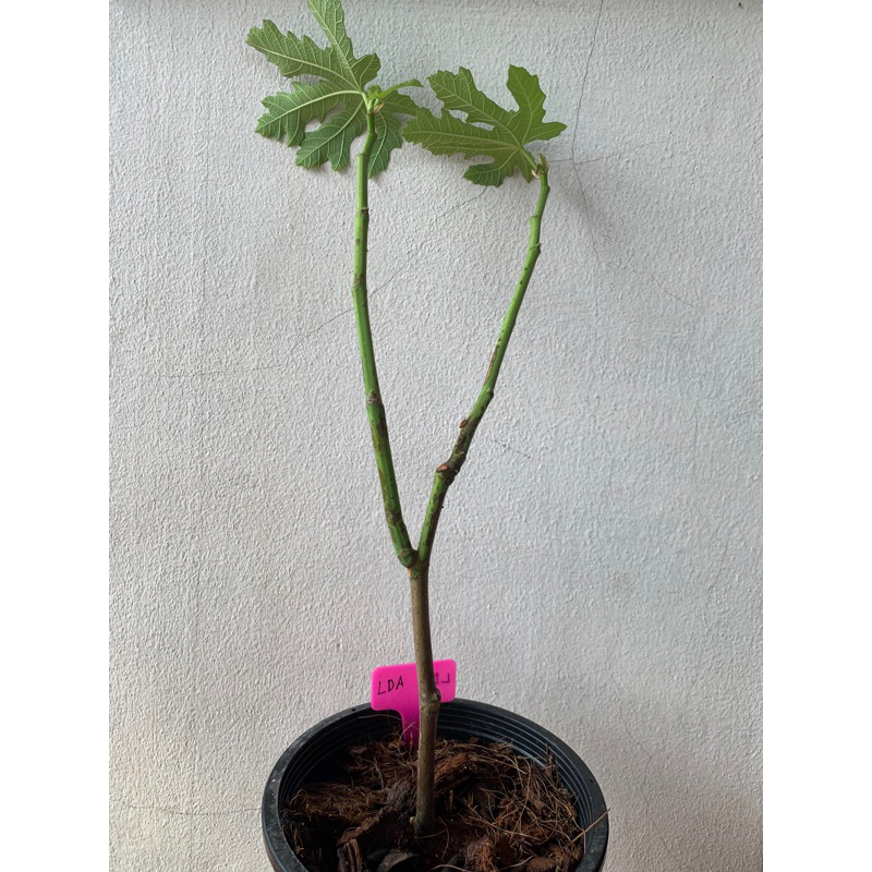 ต้นมะเดื่อฝรั่ง longue d'aout (LDA) ในกระถาง 8นิ้ว รากเดินเต็มพร้อมลงดิน