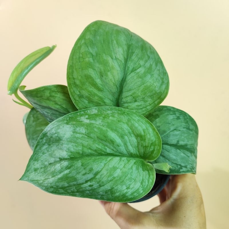 Scindapsus Pictus Silver Cloud พลูหัวใจแนบซิลเวอร์คลาวด์ ซิลดัพซัส ซิลเวอร์คลาวด์