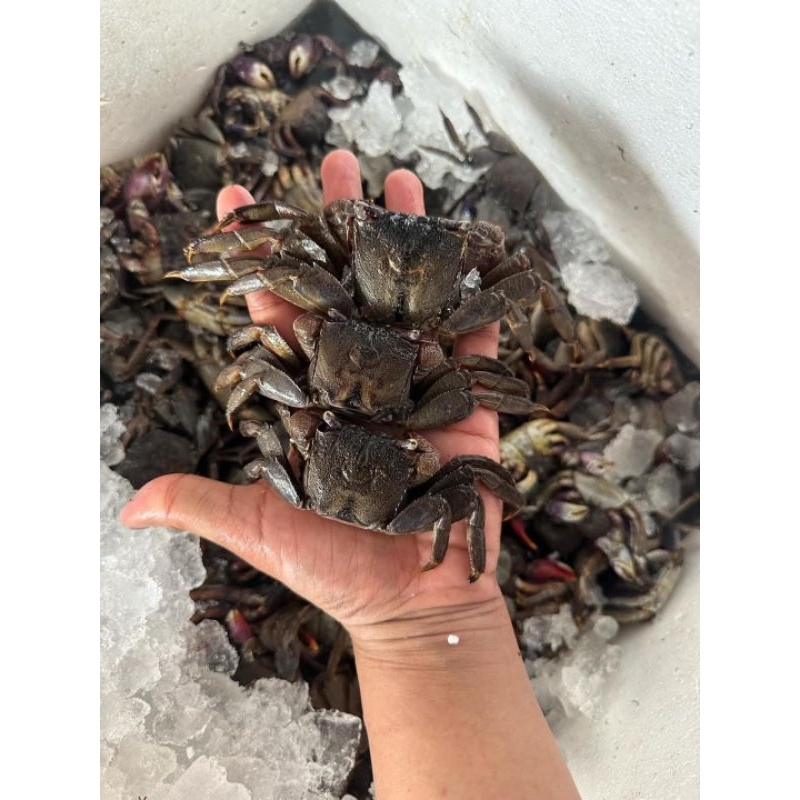 ปูแสมปูสดแช่แข็ง ไซส์40-60 ขายแพ็คละ1กิโลกรัม  หาทานยาก เนื้อหวาน ทาบดิบได้  หลน ตำ ยำ ดองน้ำปลาเก็บไว้ได้นาน