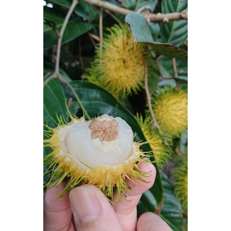 ต้นเงาะน้ำตาลกรวด ต้นติดตา1_1.2เมตร - รูปที่ 2