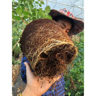 ปุ๋ยบำรุงรากกุหลาบ Family rose garden พร้อมส่ง