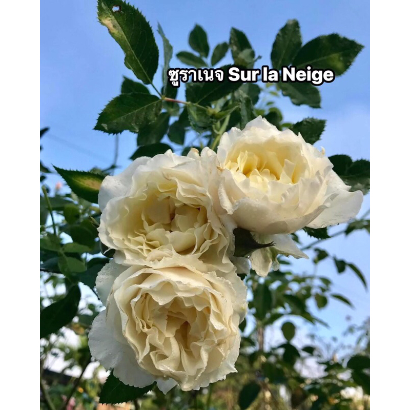กุหลาบ-ซูราเนจ “Sur la Neige” สีขาว-ขาวครีม หอมๆ ปลายกลีบดอกหยัก เลี้ยงง่าย