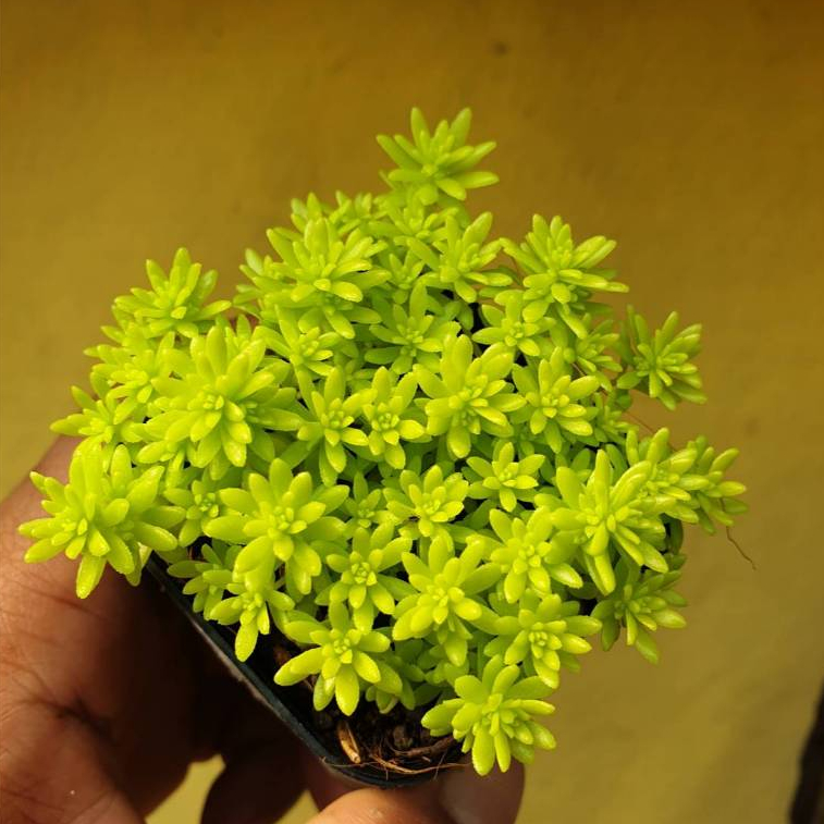 ต้นไม้อวบน้ำ กุหลาบหิน แพรทองแคระ Sedum Minus Aureus  ต้นเศรษฐีแพรทอง #succulent #เมล็ดพันธุ์พืช - รูปที่ 4