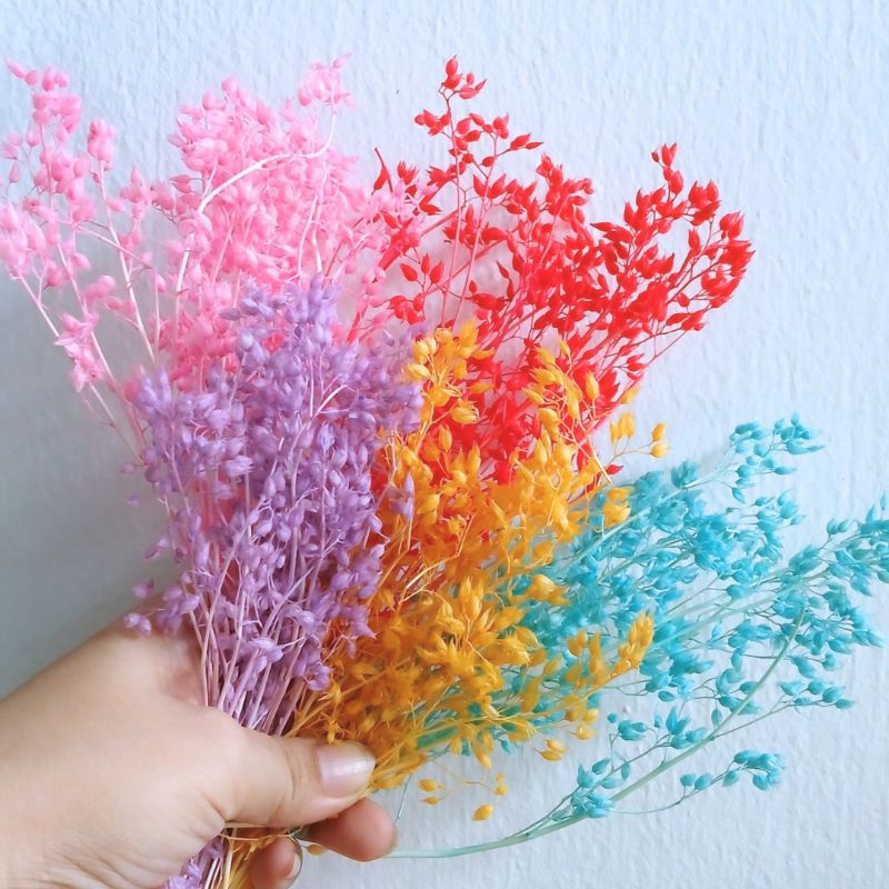 ดอกโหรพาป่าย้อมสีแบ่งขายใส่ซอง มีหลายโทนสี