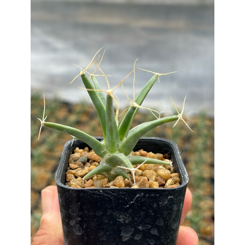 แคคตัส นิ้วนางรำ (leuchtenbergia principis) ขนาดกระถาง 2 นิ้ว 🚚ส่งทั้งกระถาง🌸🌷ภาพสุดท้ายเป็นตัวอย่างดอก
