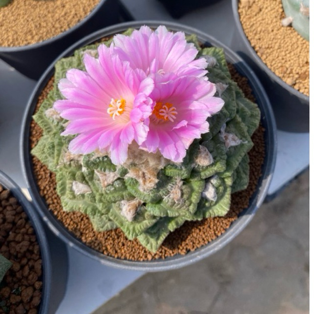 Ariocarpus fissuratus ไม้เมล็ด