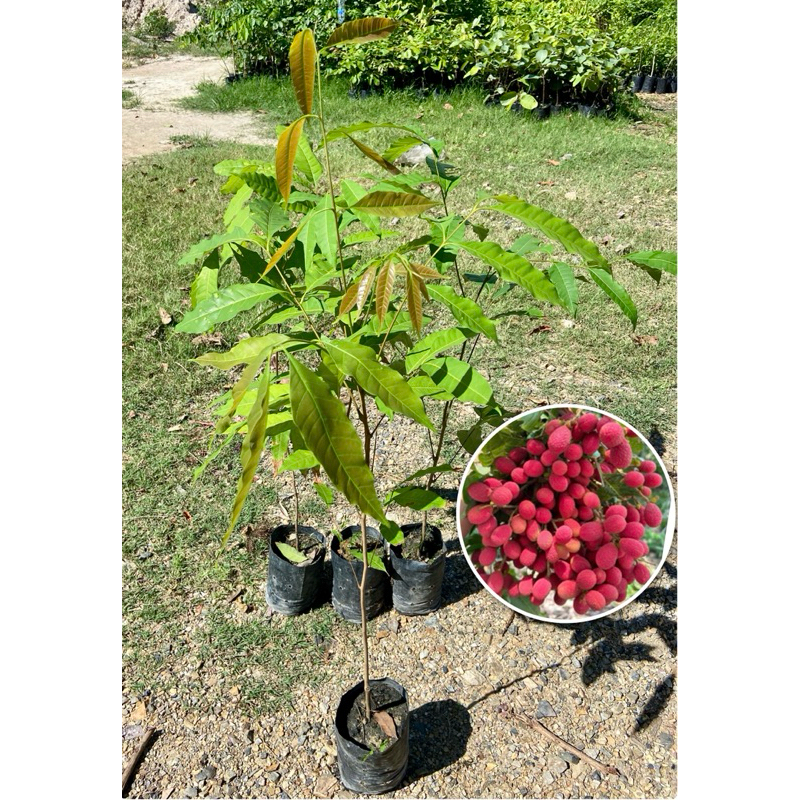 ต้นคอแลน หมากแงว ลิ้นจี่ป่า ผลไม้ป่ารสเปรี้ยวอมหวาน (สูง 40-60cm) ต้นแข็งแรง พร้อมปลูก