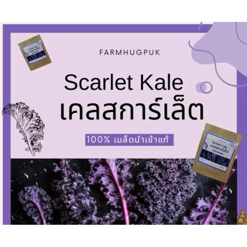 เมล็ดพันธุ์เคลสีม่วง เมล็ดเคลสการ์เลต นำเข้า เคลม่วง มีบริการเก็บเงินปลายทาง