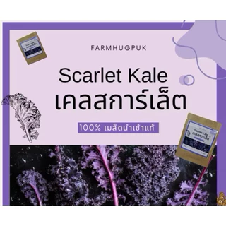 เมล็ดพันธุ์เคลสีม่วง เมล็ดเคลสการ์เลต นำเข้า เคลม่วง มีบริการเก็บเงินปลายทาง