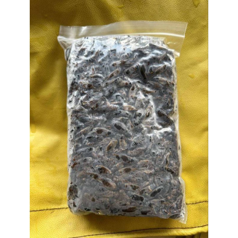 จิ้งหรีดไข่แช่แข็ง ✨ส่งด่วน✨ไม่ใส่เกลือ สด ใหม่ ไข่แน่น  ขนาด 200-1000 กรี