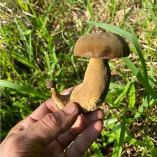 หัวเชื้อเห็ดตับเต่าหวาน สูตรเข้มขัน สายพันธุ์ดอกใหญ่จัมโบ้