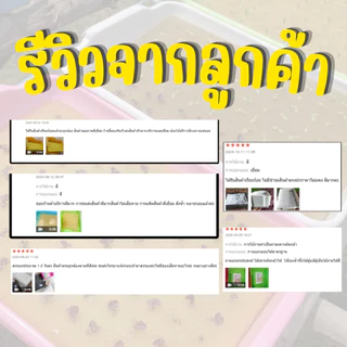 ถาดเพาะ ใส่ฟองน้ำได้พอดี ถาดยกโหล 12 ชิ้น ถาดเพาะต้นกล้า (*แบบคละสี*)