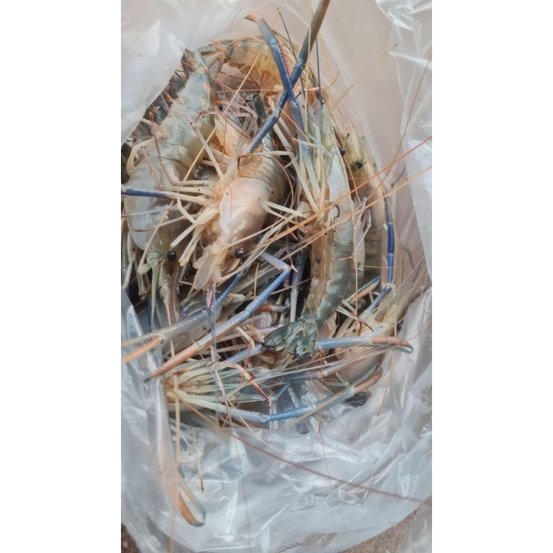 หัวเชื้อตกกุ้ง ชนิดผง Shrimp feed ขนาด 100ml. - รูปที่ 5