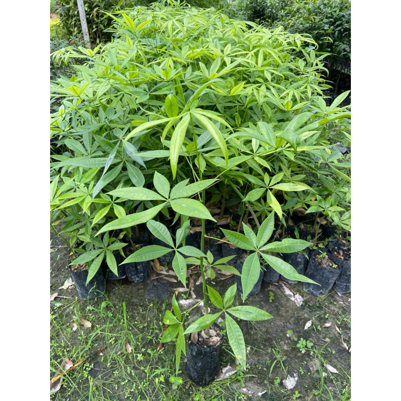 ต้นศุภโชค ต้นถั่วศุภโชค ต้นมีเงิน ต้นเขย่าเงิน Money Tree (สูง 70-90cm) ไม้ประดับมงคล ต้นเรียกทรัพย์