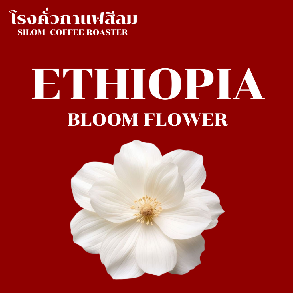 เมล็ดกาแฟ Ethiopia Gesha