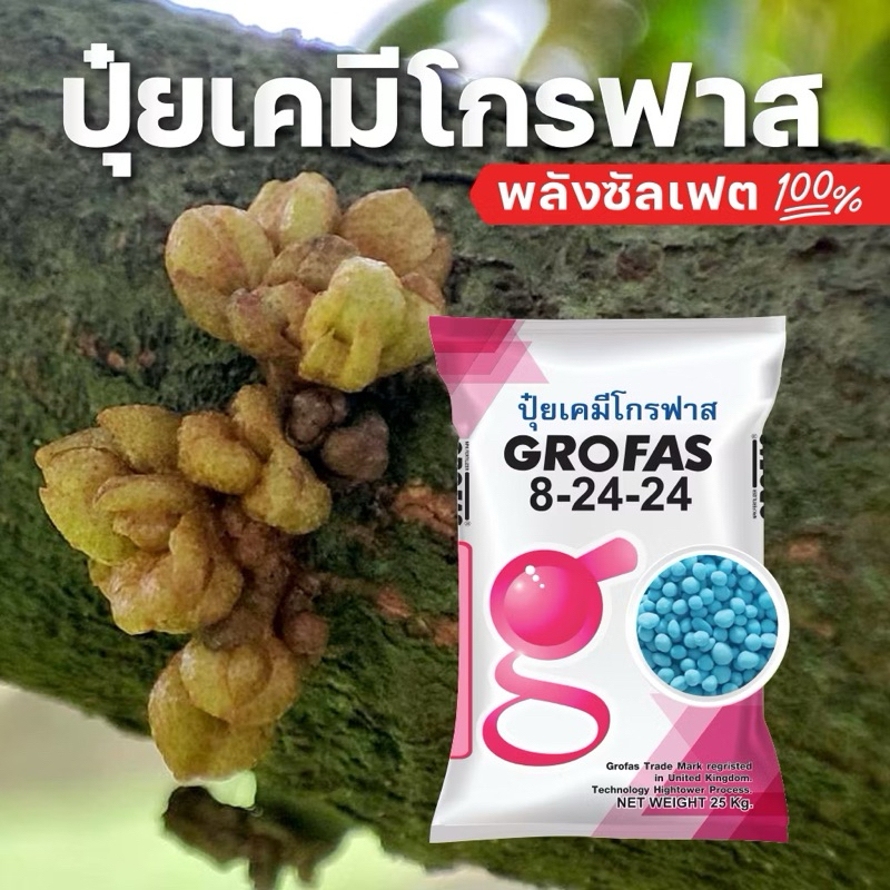 ปุ๋ยเคมีโกรฟาส 8-24-24+5s (กระสอบ 25 กก.) GROFAS SULFATE ปุ๋ยซัลเฟตแท้ นำเข้าจากต่างประเทศ