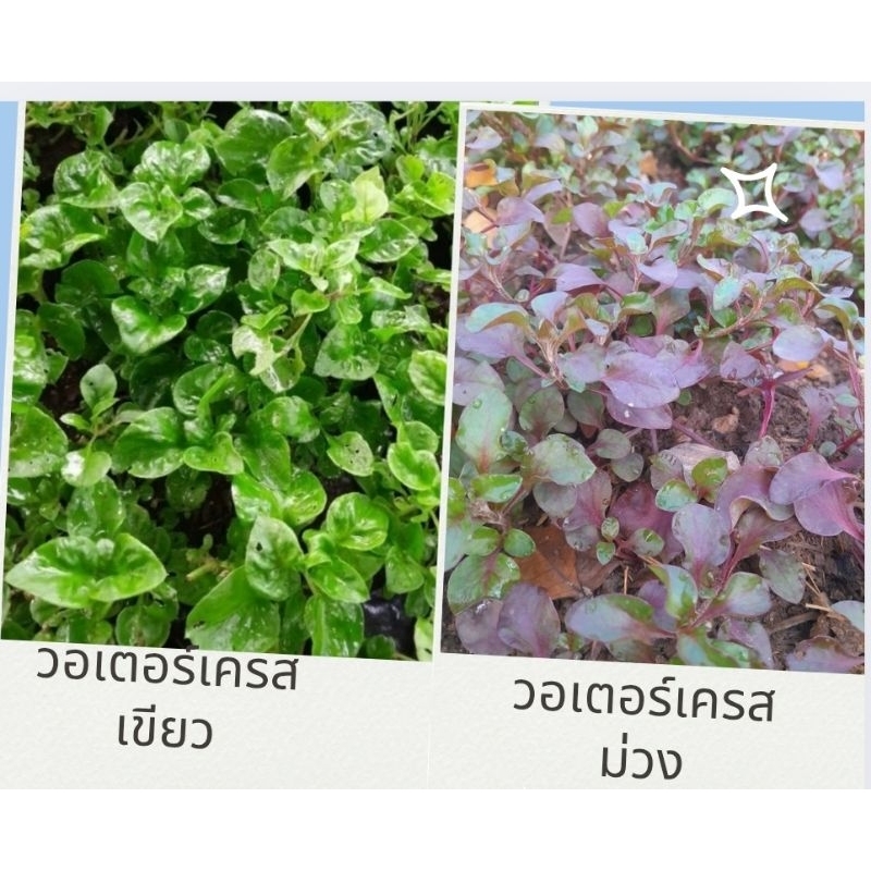 🥬วอเตอร์เครสผักต้านมะเร็งราชินีผักคนรักสุขภาพสั่ง2แถม1