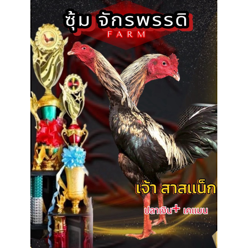 ไข่ไก่ชนพม่า  สาสแน็ก ปลาเงิน+เคแมน มีลูกเตะ