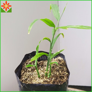 ต้นขิง ต้นพันธุ์ขิง ส่งพร้อมถุงดำ