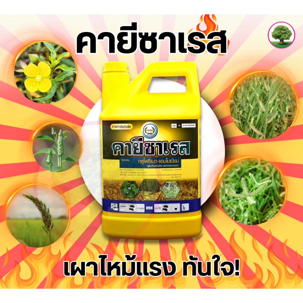 คายีซาเรส ขนาด 4 ลิตร แกลลอนเหลือง กลูโฟซิเนต-แอมโมเนียม 15% W/V SL ใช้กำจัดหญ้าใบแคบและใบกว้าง
