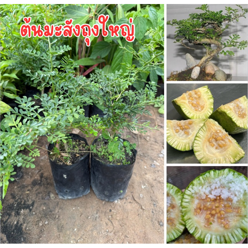 ต้นมะสังถุงใหญ่ พร้อมส่ง มีไม่เยอะครับ
