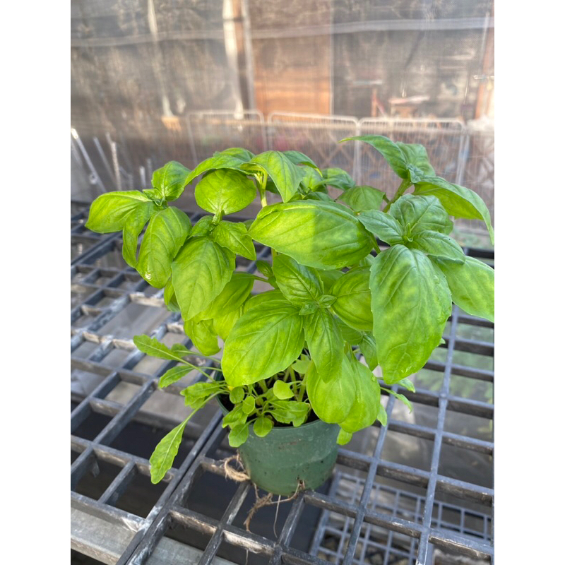 ต้นโหระพา อิตาลี่ สด   ส่งพร้อมกระถาง 4 นิ้ว  💥ซื้อ3แถม1กระถาง 🪴🍕Italian Basil plant 4inch pot💥Buy 3 get 1 free - รูปที่ 4