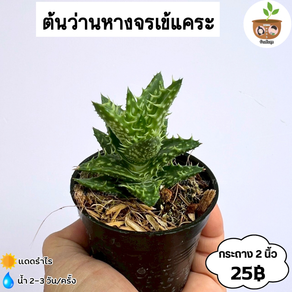 ต้นว่านหางจรเข้แคระ กระถาง 2 นิ้ว จัดส่ง 2 ต้นขึ้นไป คละแบบได้